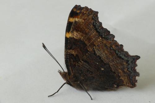 Réf. 184 199 : Nymphalis polychloros